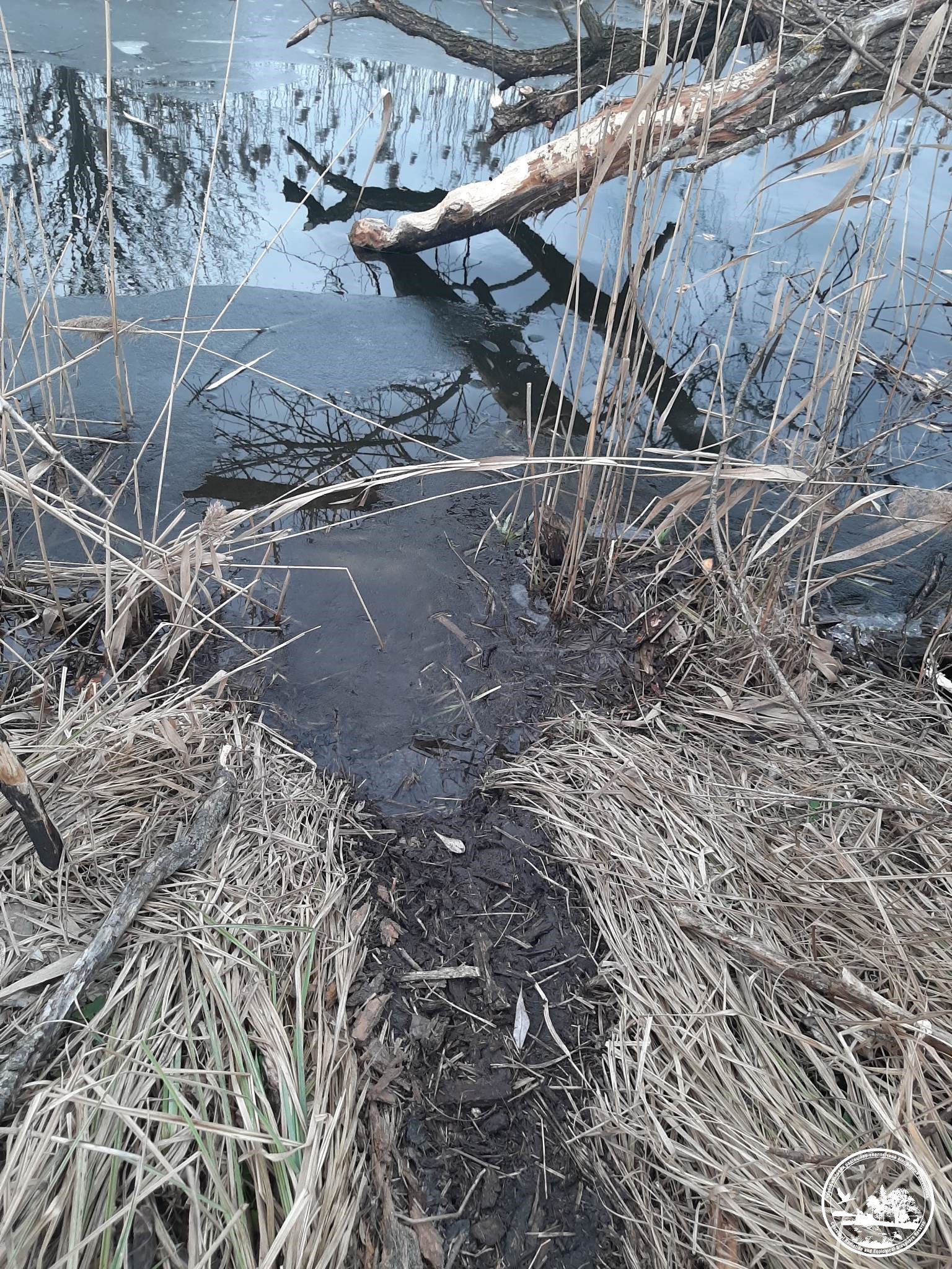 Погрызенное дерево