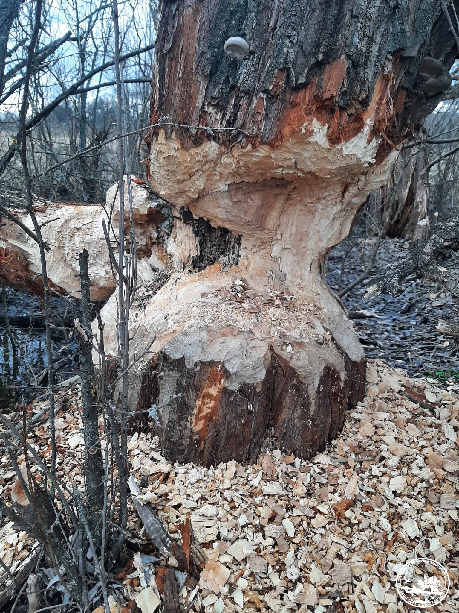 Следы зубов бобра