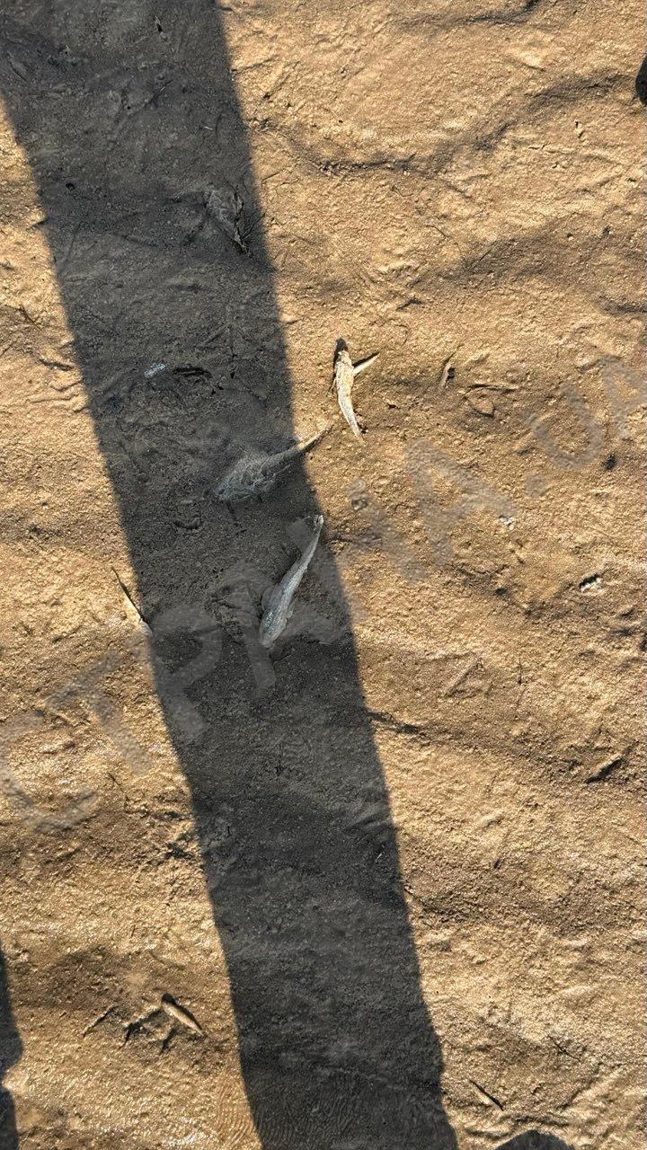 Фото (3) обмілілого берега Київського водосховища. Джерело - 